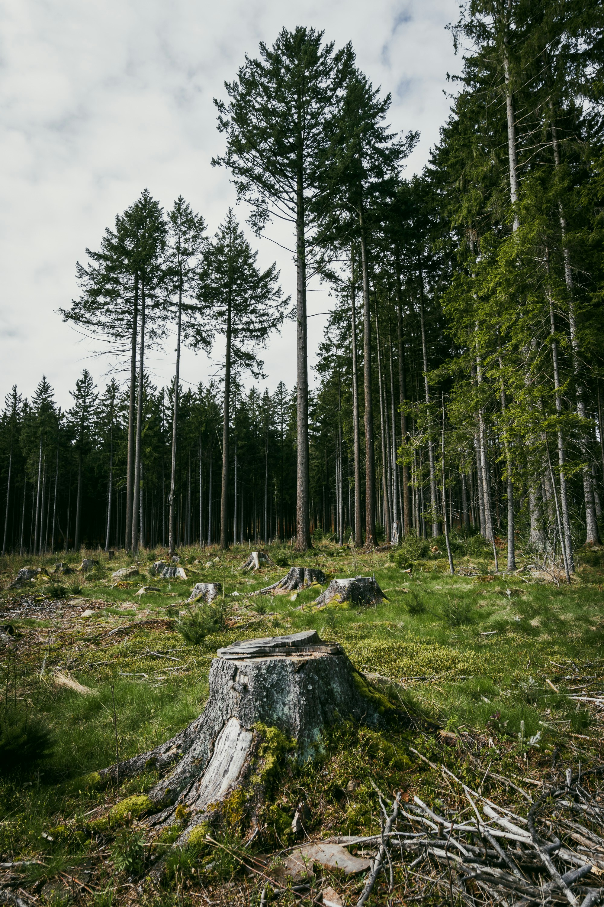 Photo by nicola_welner