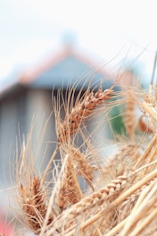 a close up of a bunch of wheat