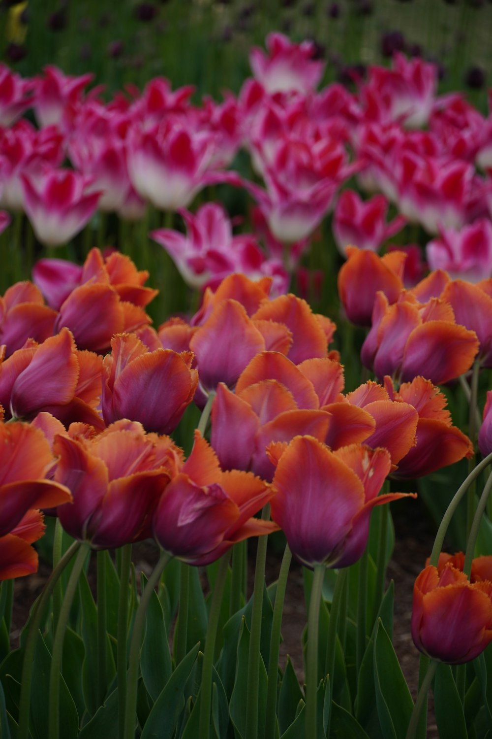 a field full of pink and orange tulips