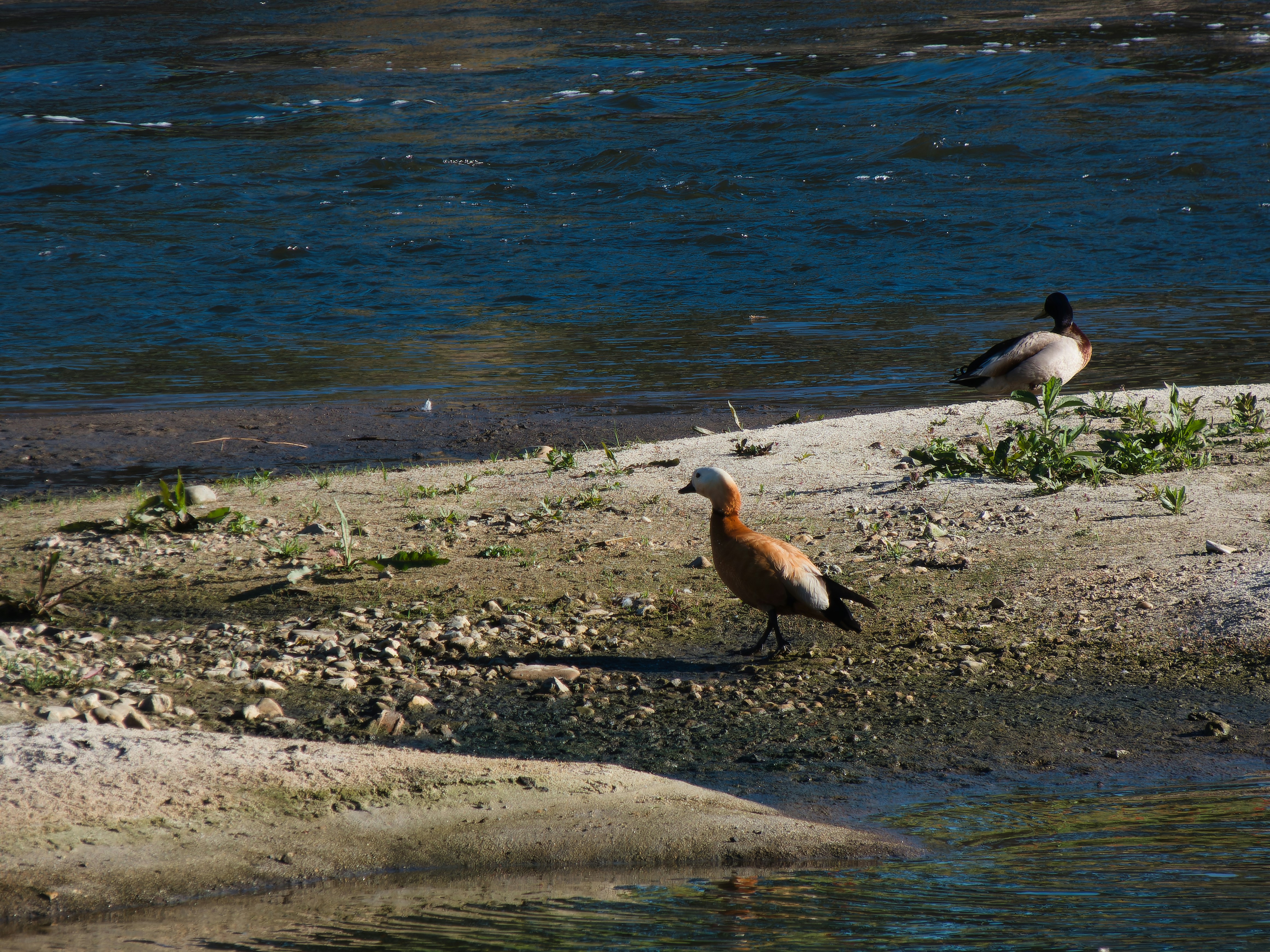 a couple of birds that are standing in the dirt