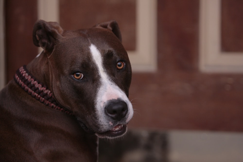 a brown and white dog with a red collar