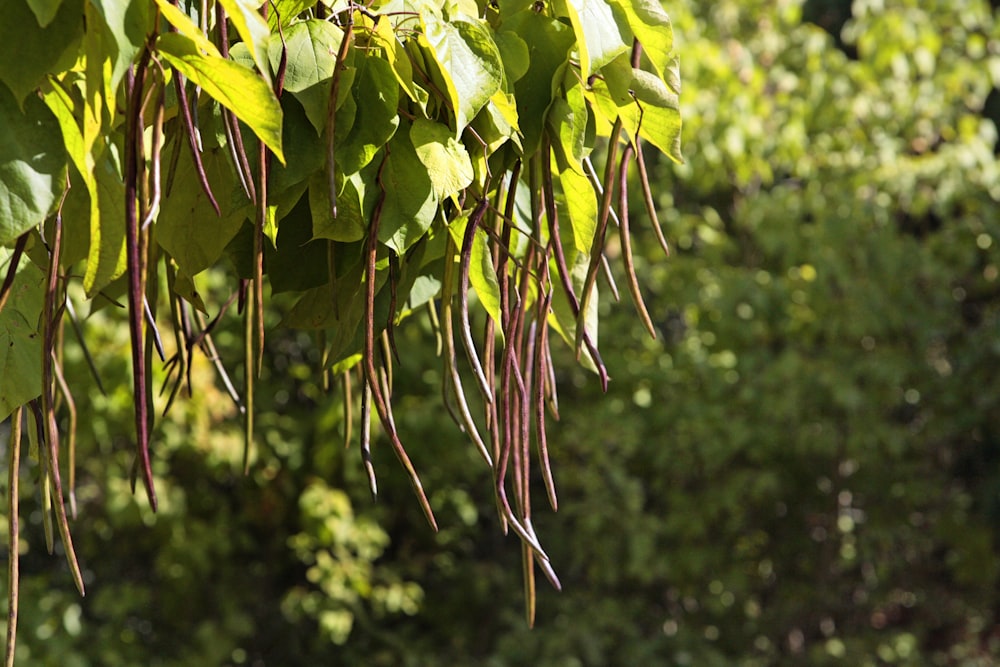 a bunch of green leaves hanging from a tree