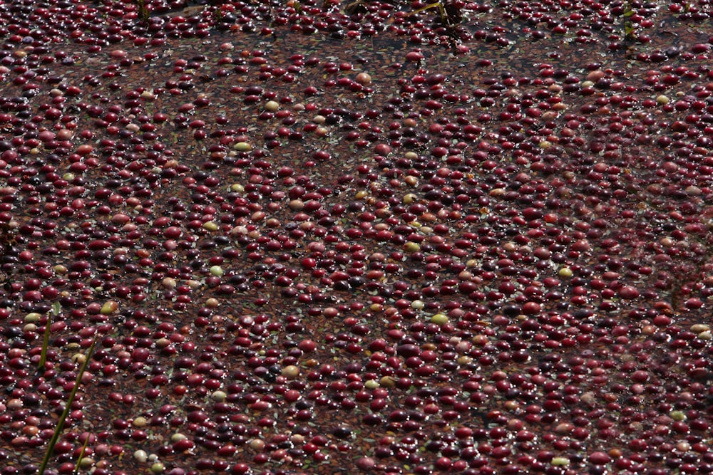 a large amount of red berries on the ground
