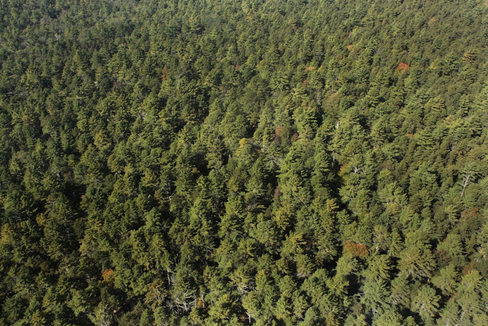 a large group of trees in the middle of a forest