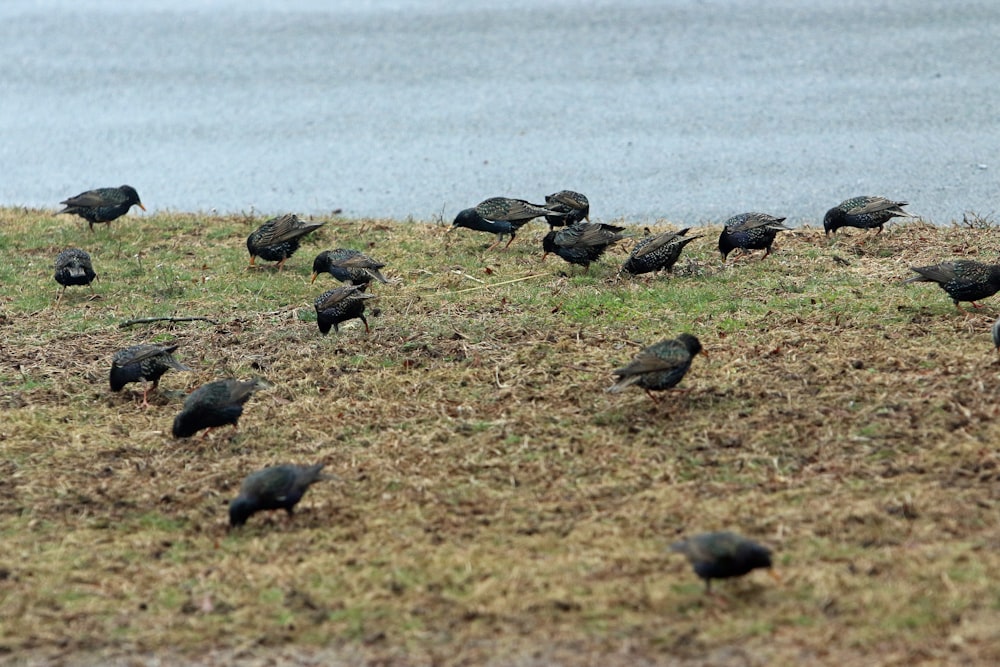 a flock of birds standing on top of a grass covered field