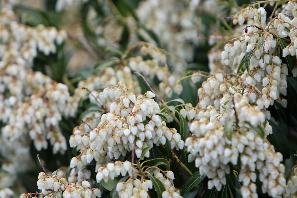 a bunch of white flowers with green leaves