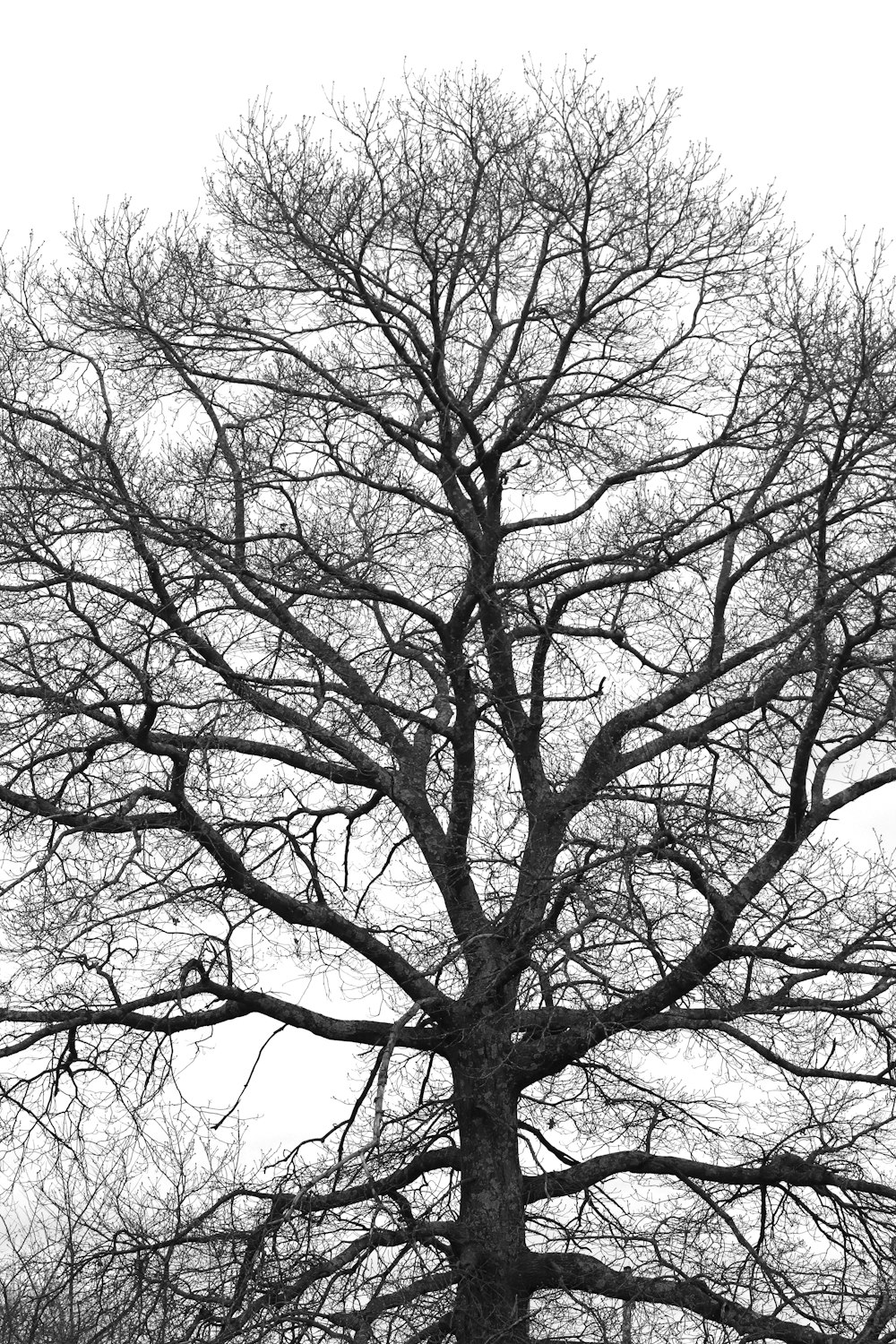 a black and white photo of a tree with no leaves