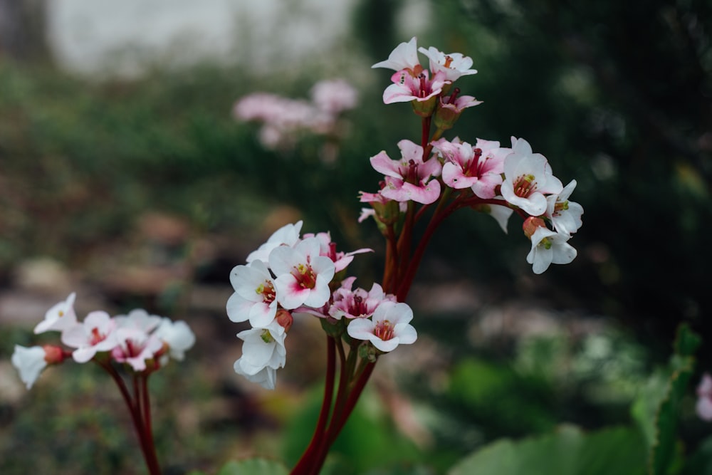 a group of white and pink flowers in a garden