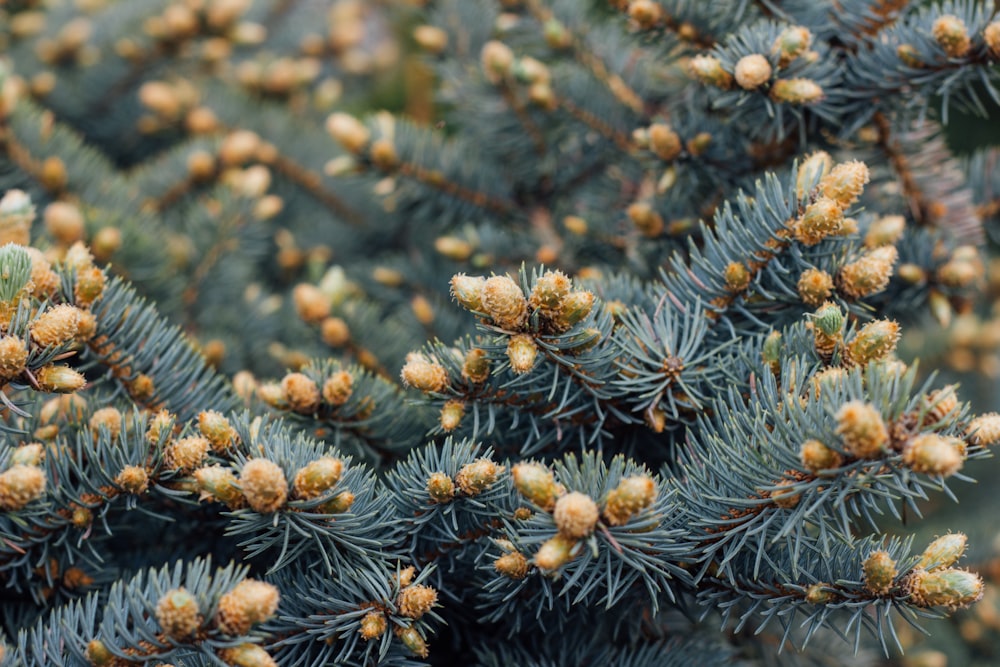 a close up of a pine tree with cones
