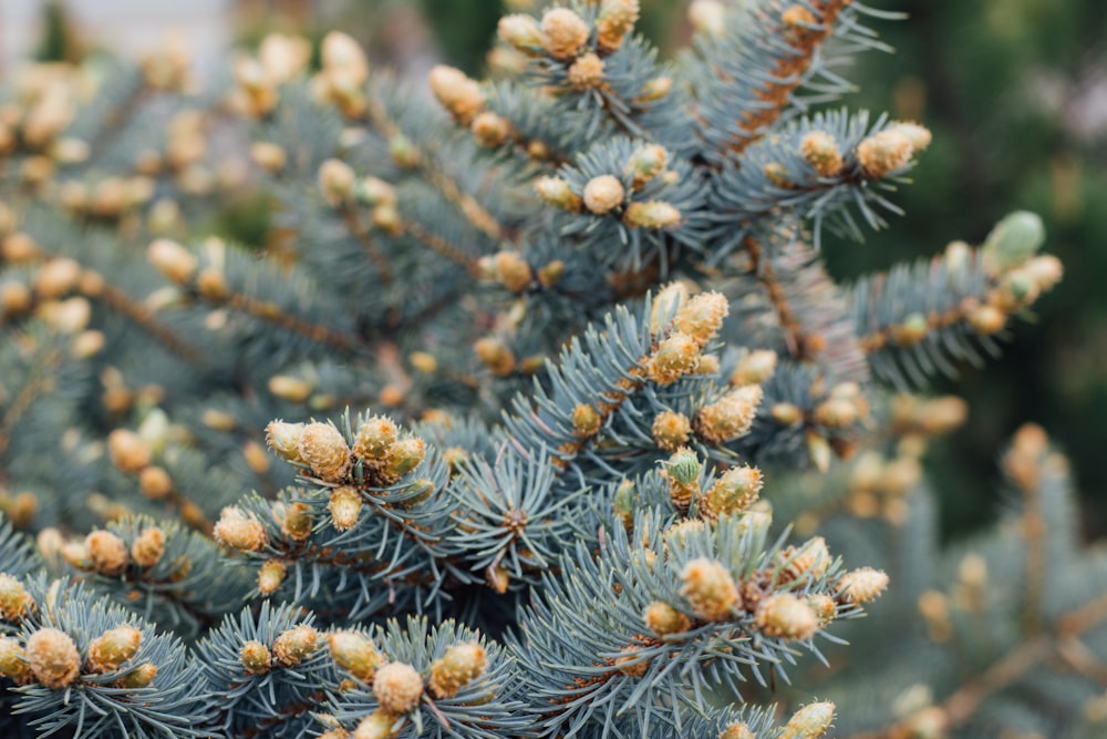 a close up of a pine tree branch