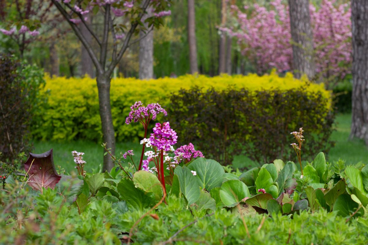Floração fraca