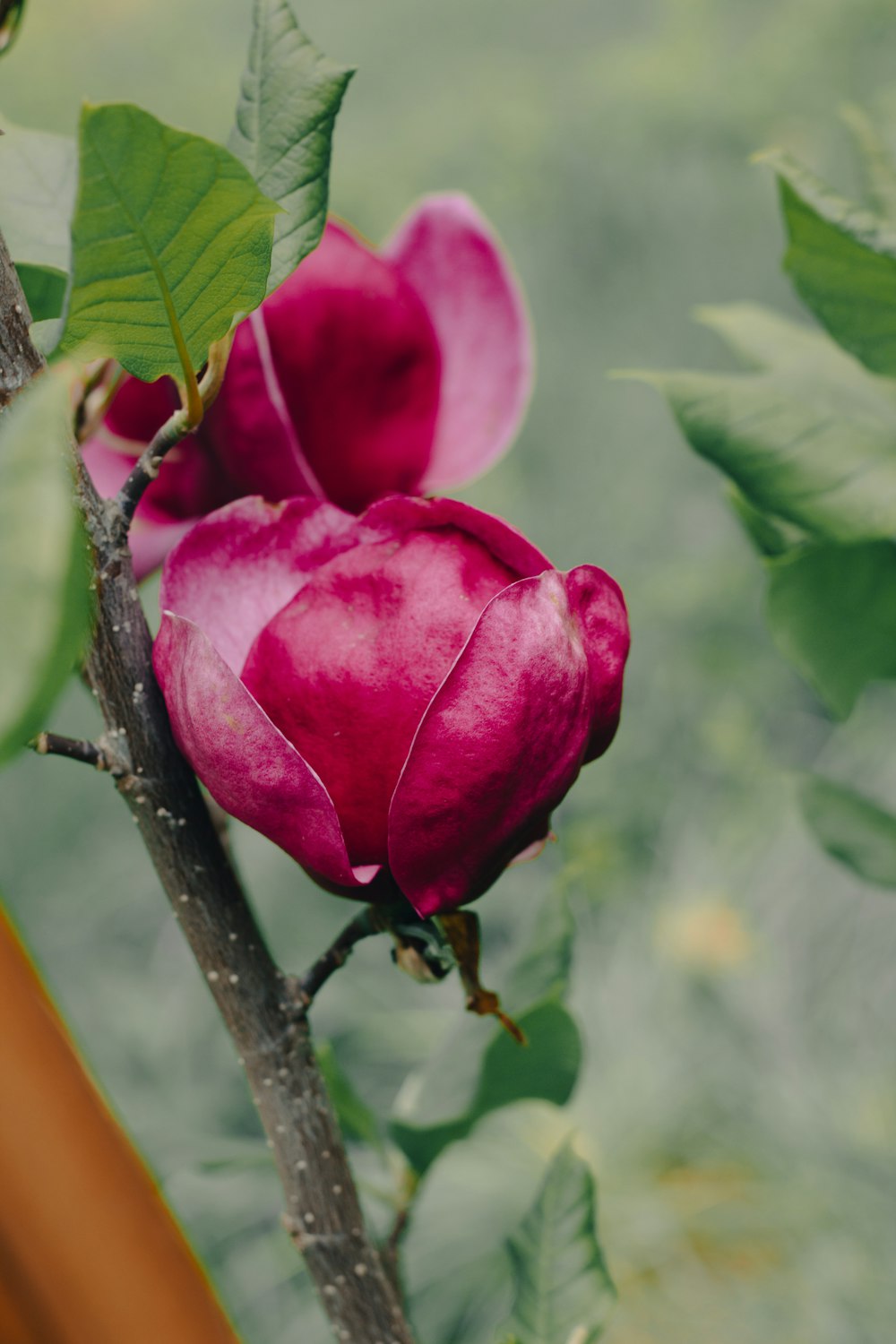 a close up of a flower on a tree branch