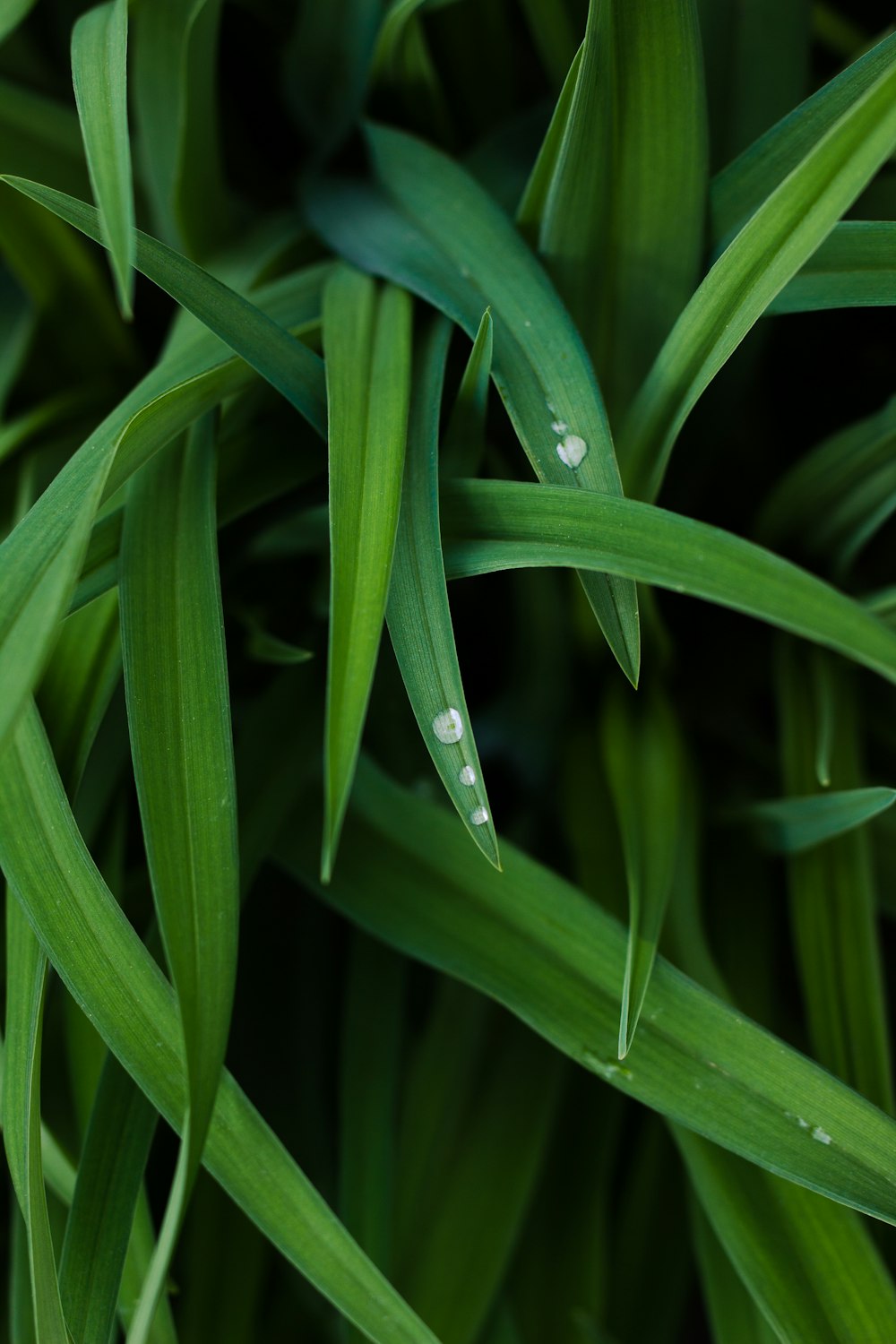 a close up of a green plant with water drops