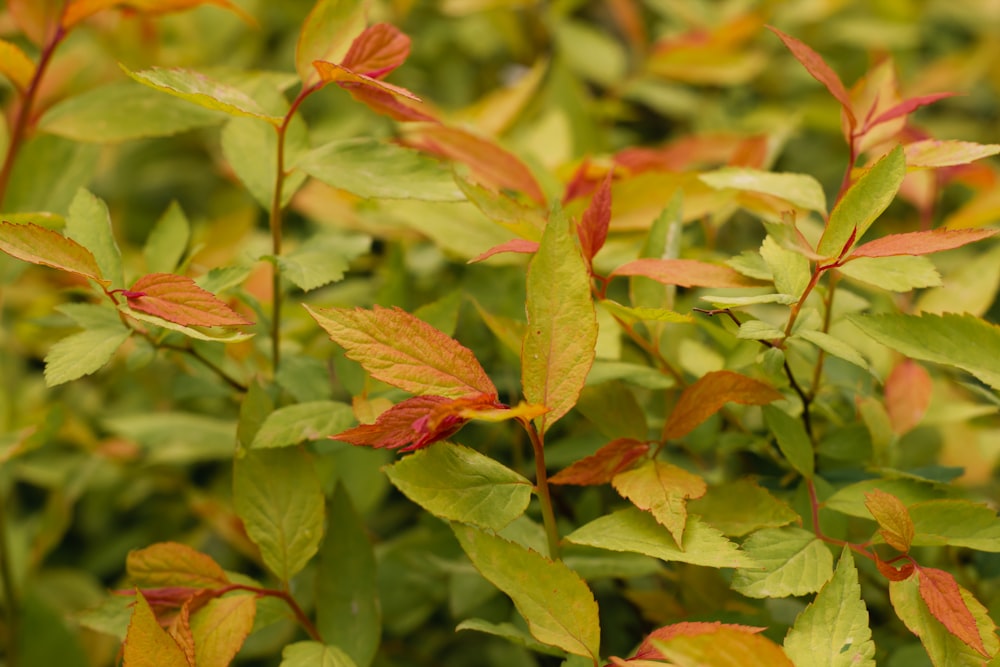 a close up of a bush with red and green leaves