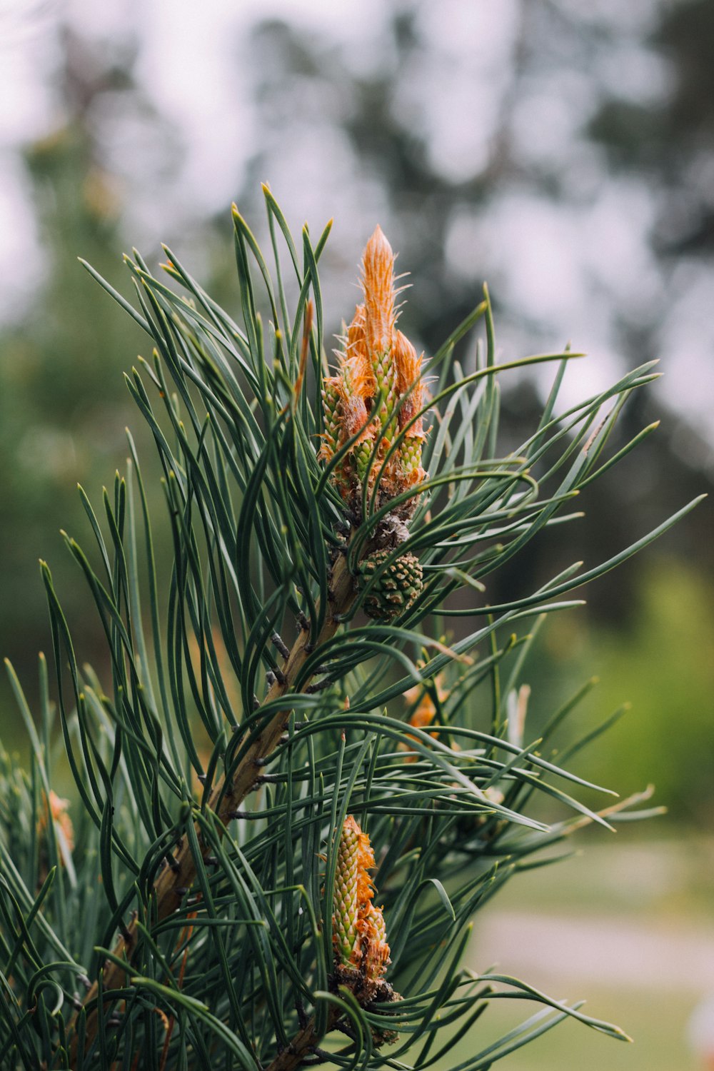 a close up of a pine tree with cones