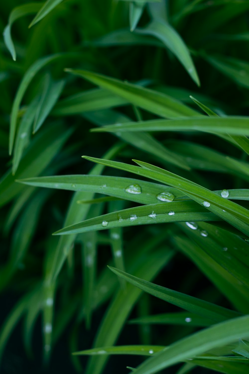 a green plant with water drops on it