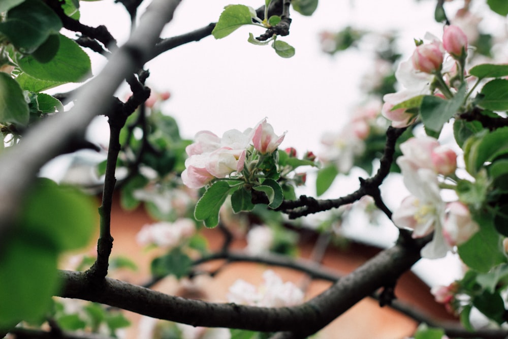 a tree with white and pink flowers on it