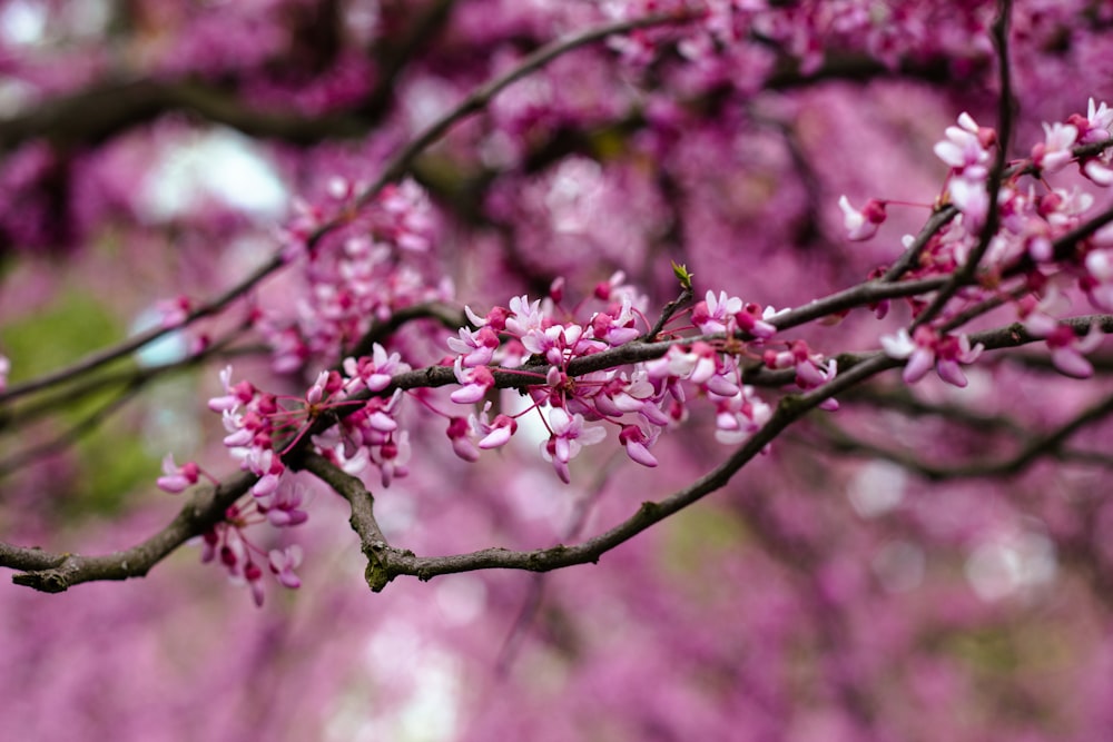 a close up of a tree with pink flowers