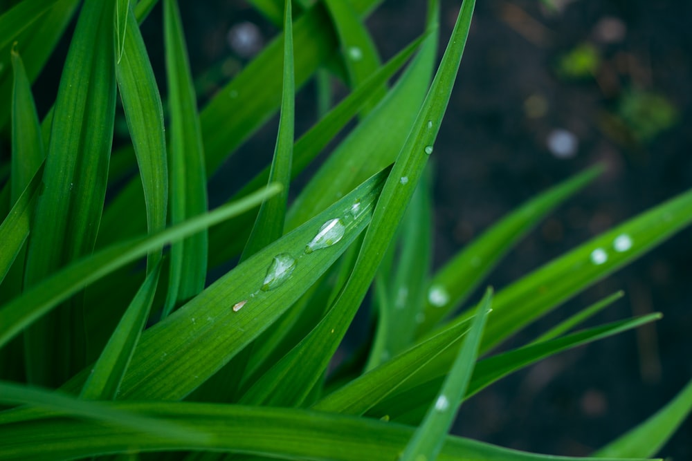 a close up of grass with water drops on it