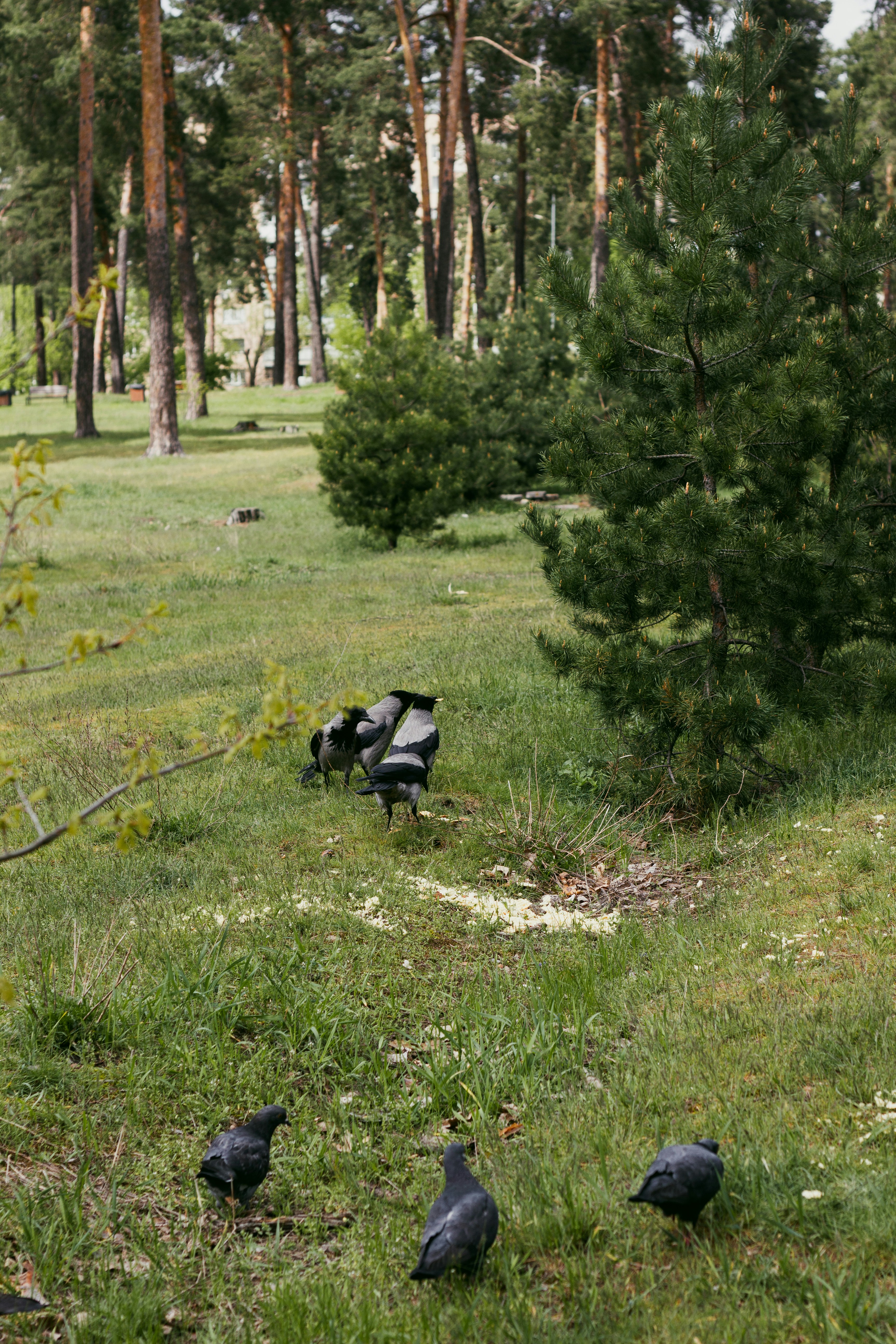 a flock of birds standing on top of a lush green field