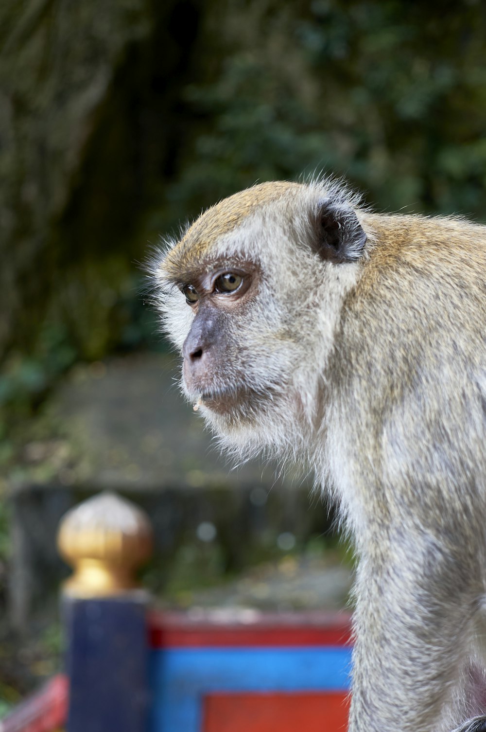 a monkey standing on top of a wooden fence