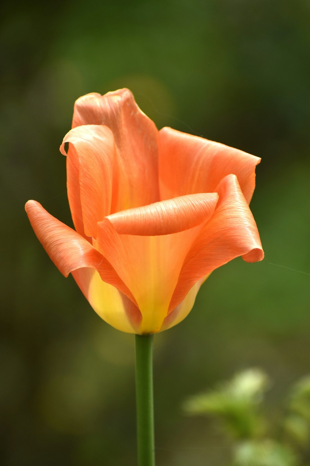 a close up of a flower with a blurry background