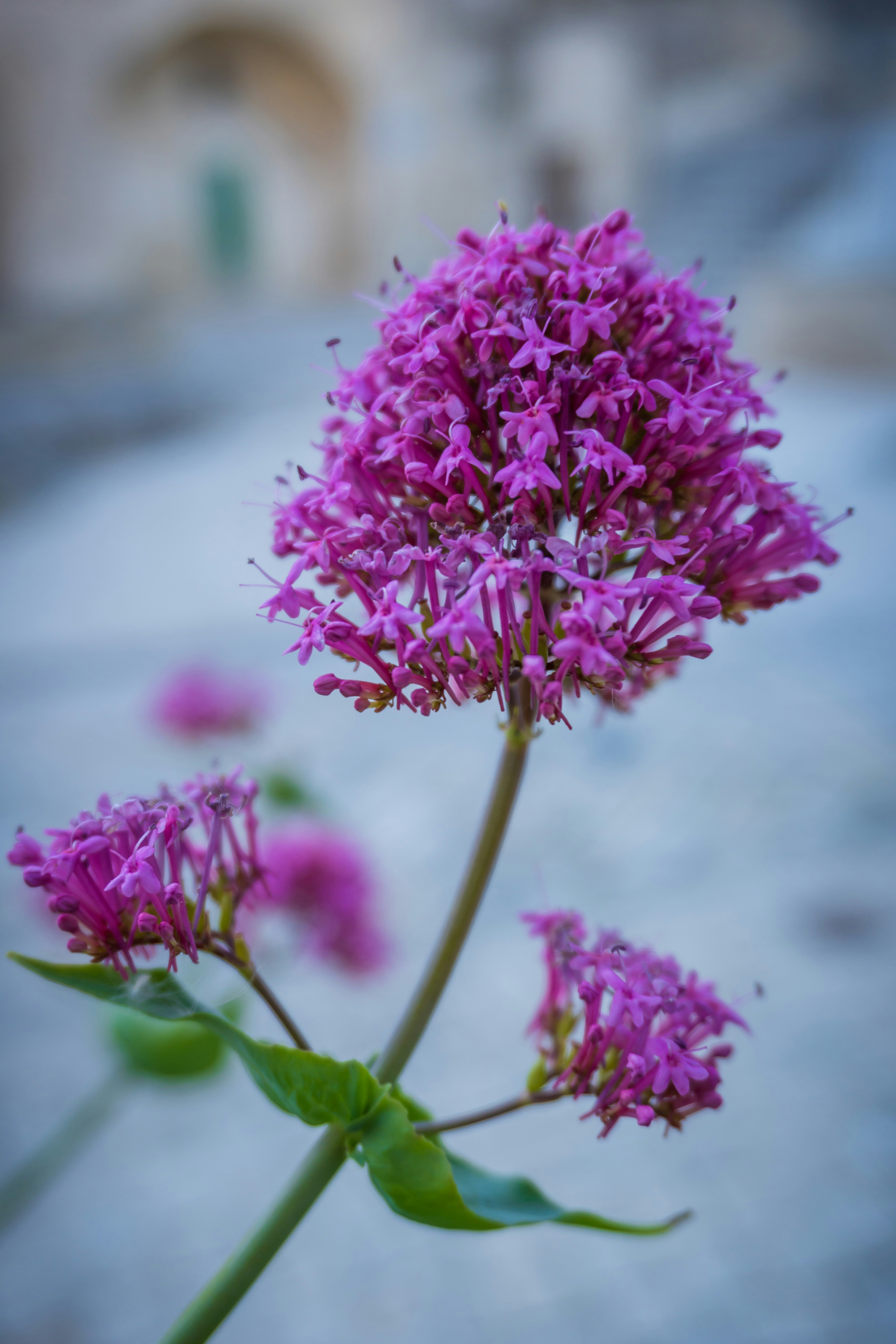 a close up of a purple flower with a blurry background