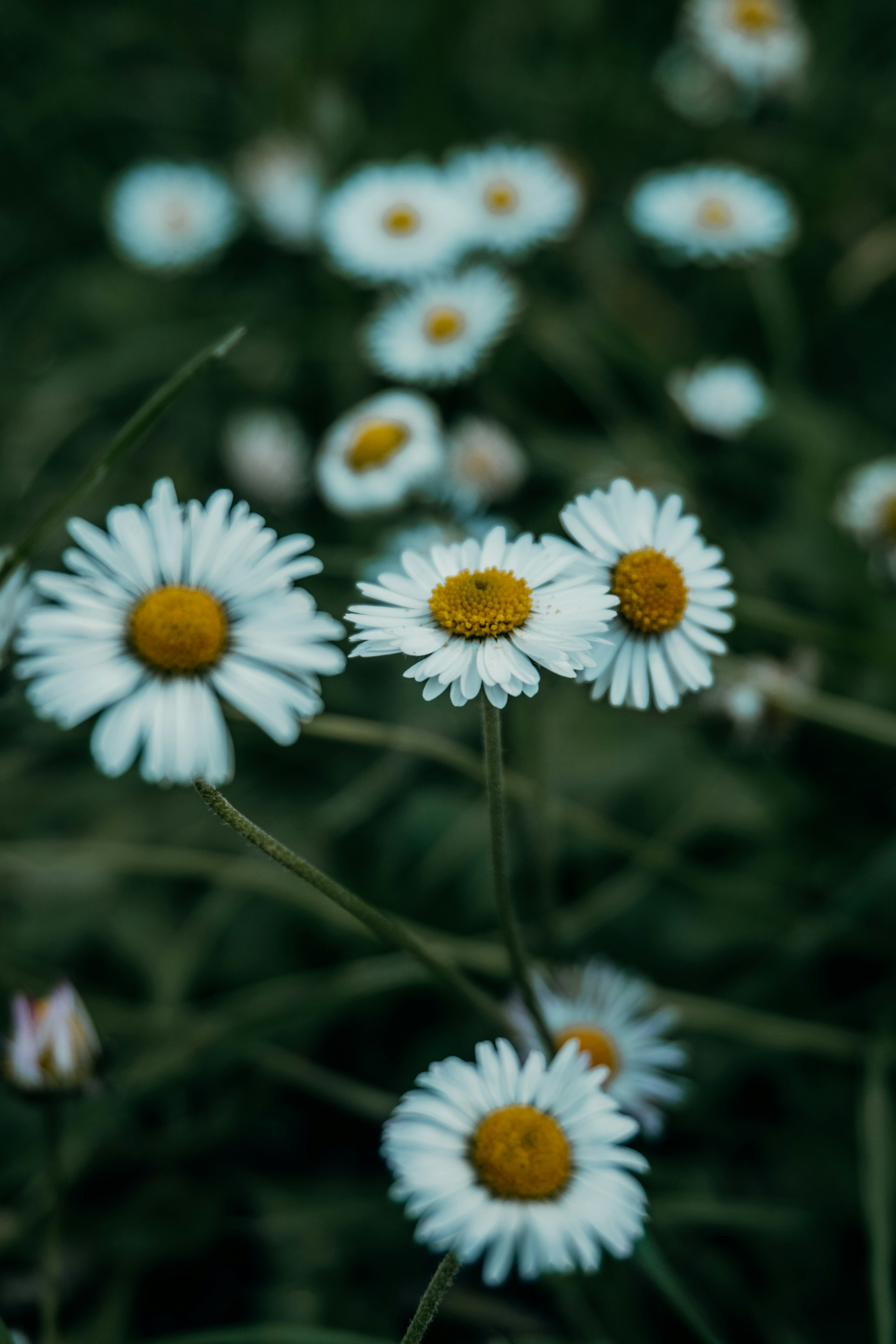 Photo by nicola_welner