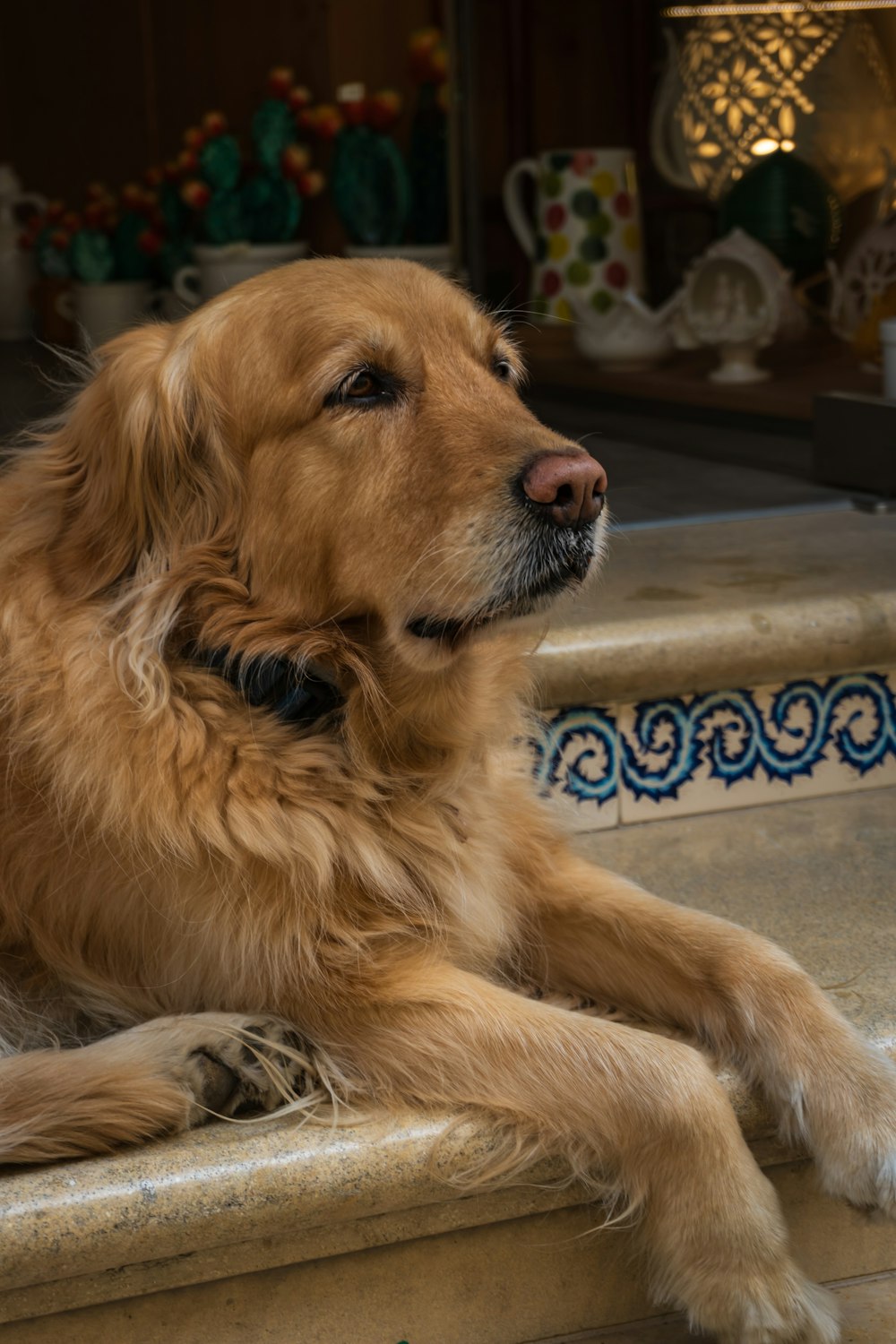 a large brown dog laying on top of a stone step