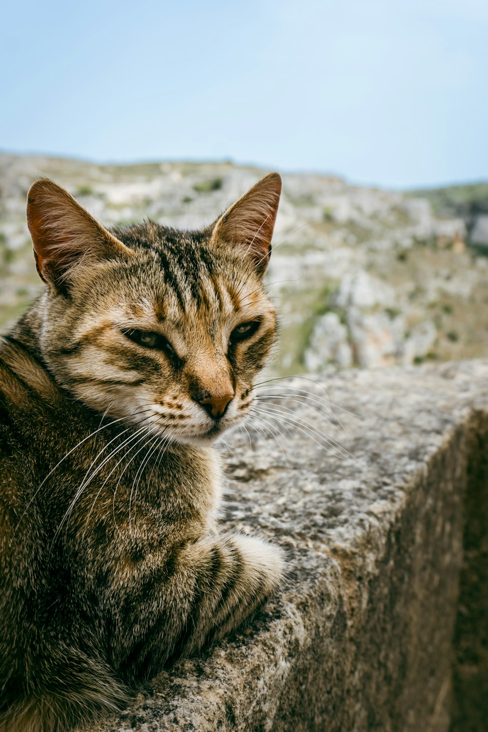 a cat sitting on top of a stone wall