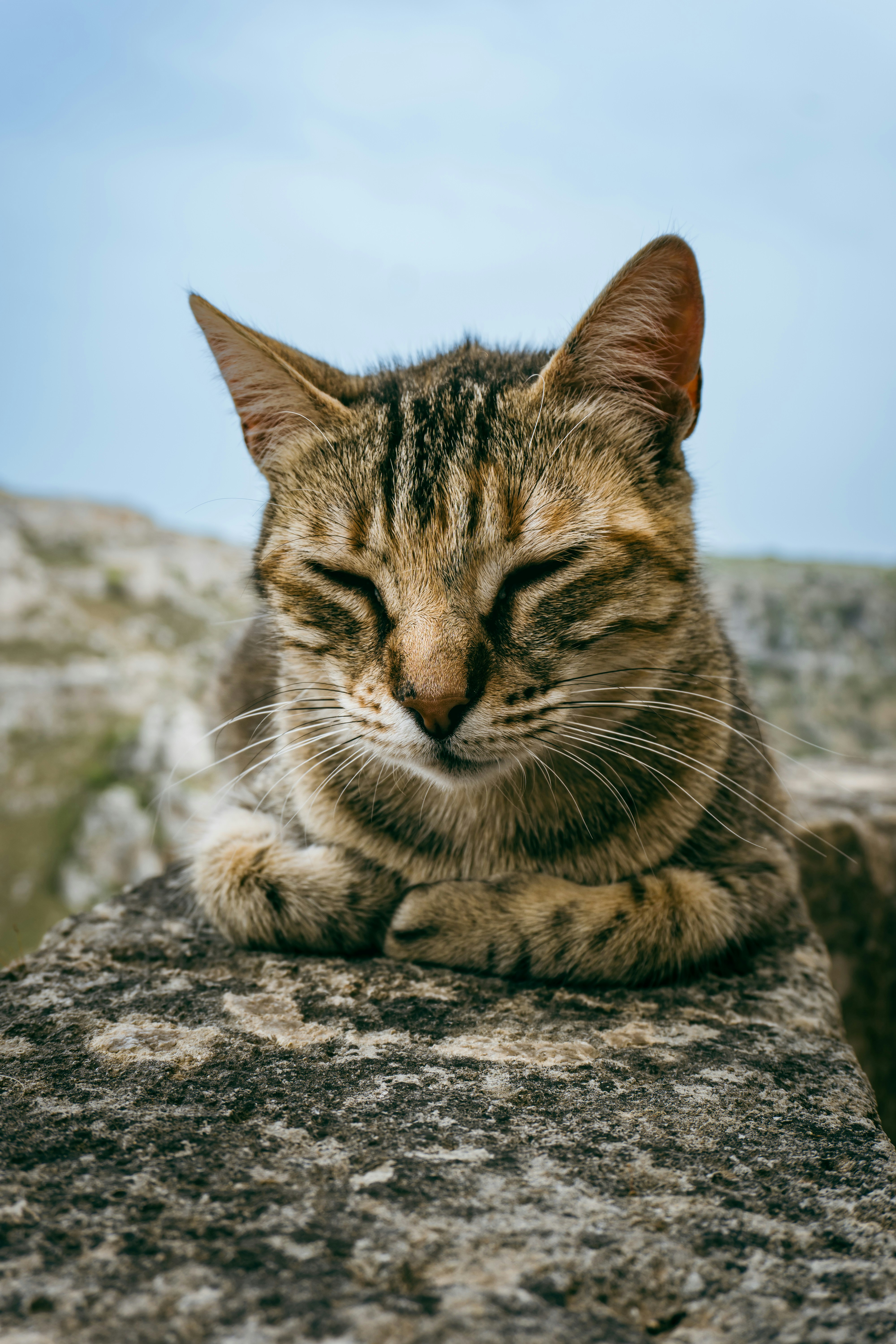 a cat that is laying down on a rock