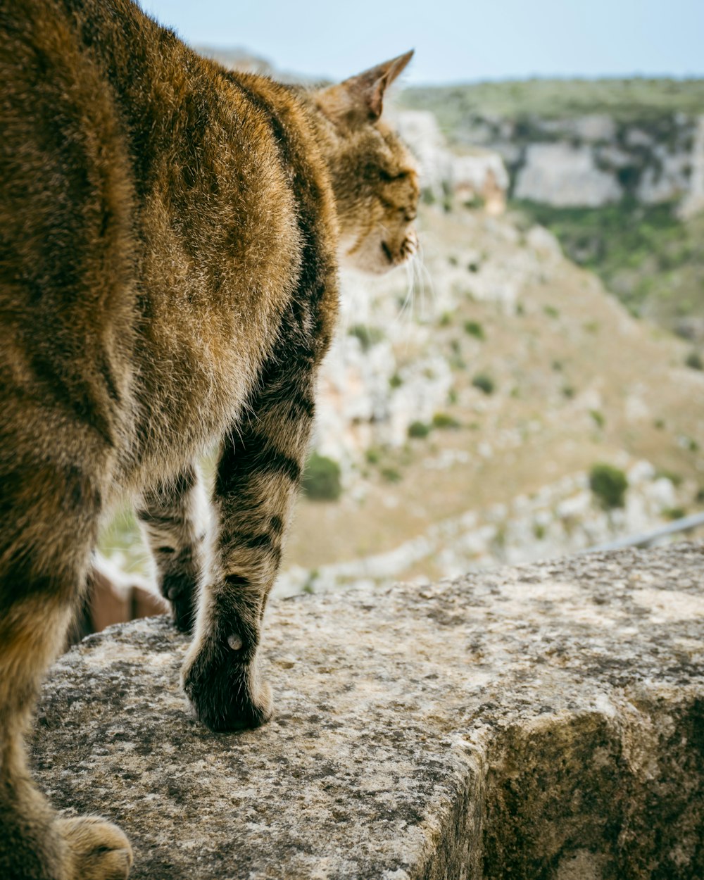 eine Katze, die auf einem großen Felsen läuft