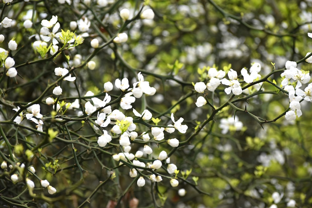 a close up of a tree with white flowers