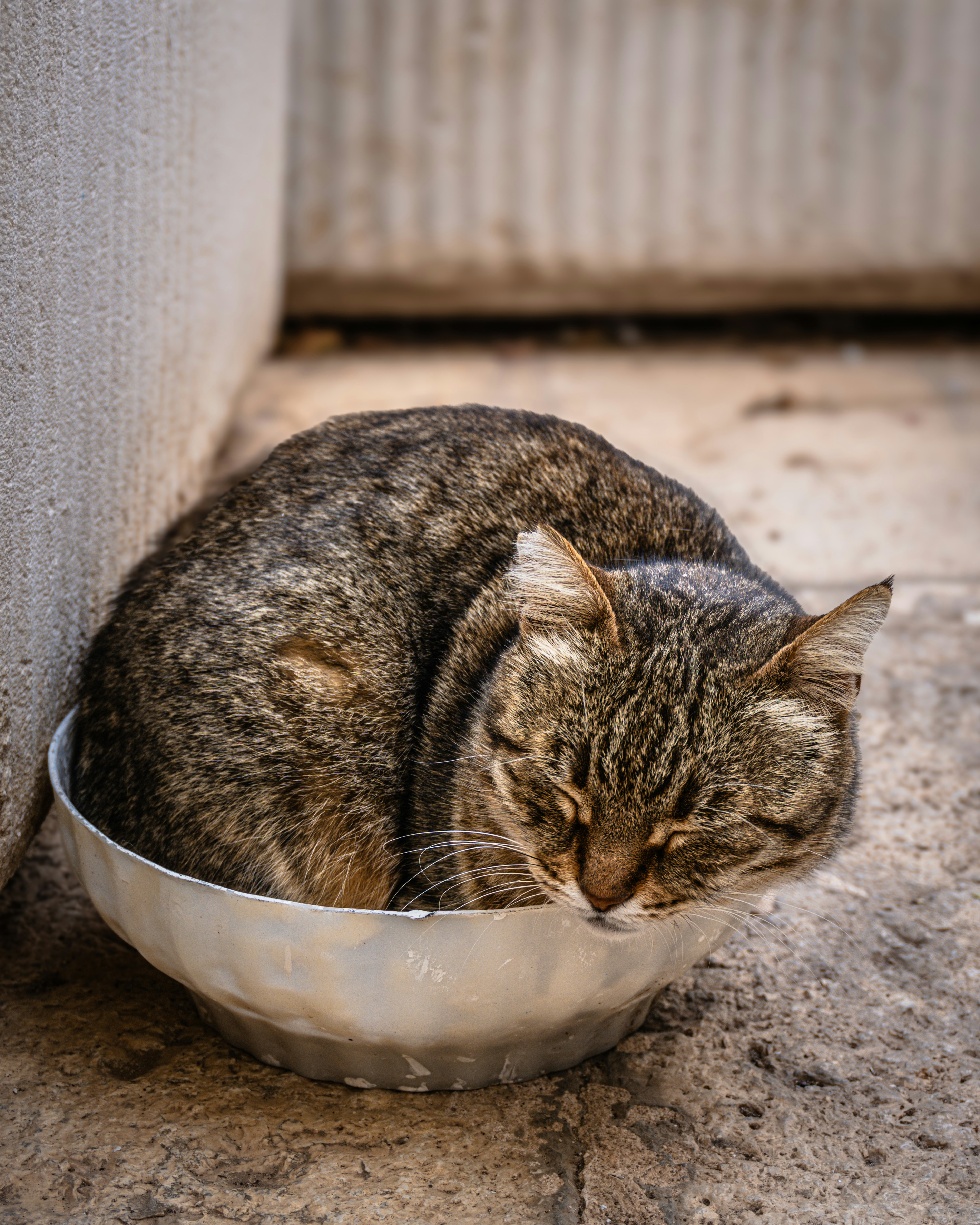 Why Standard Food Bowls Are the Enemy (image credits: unsplash)