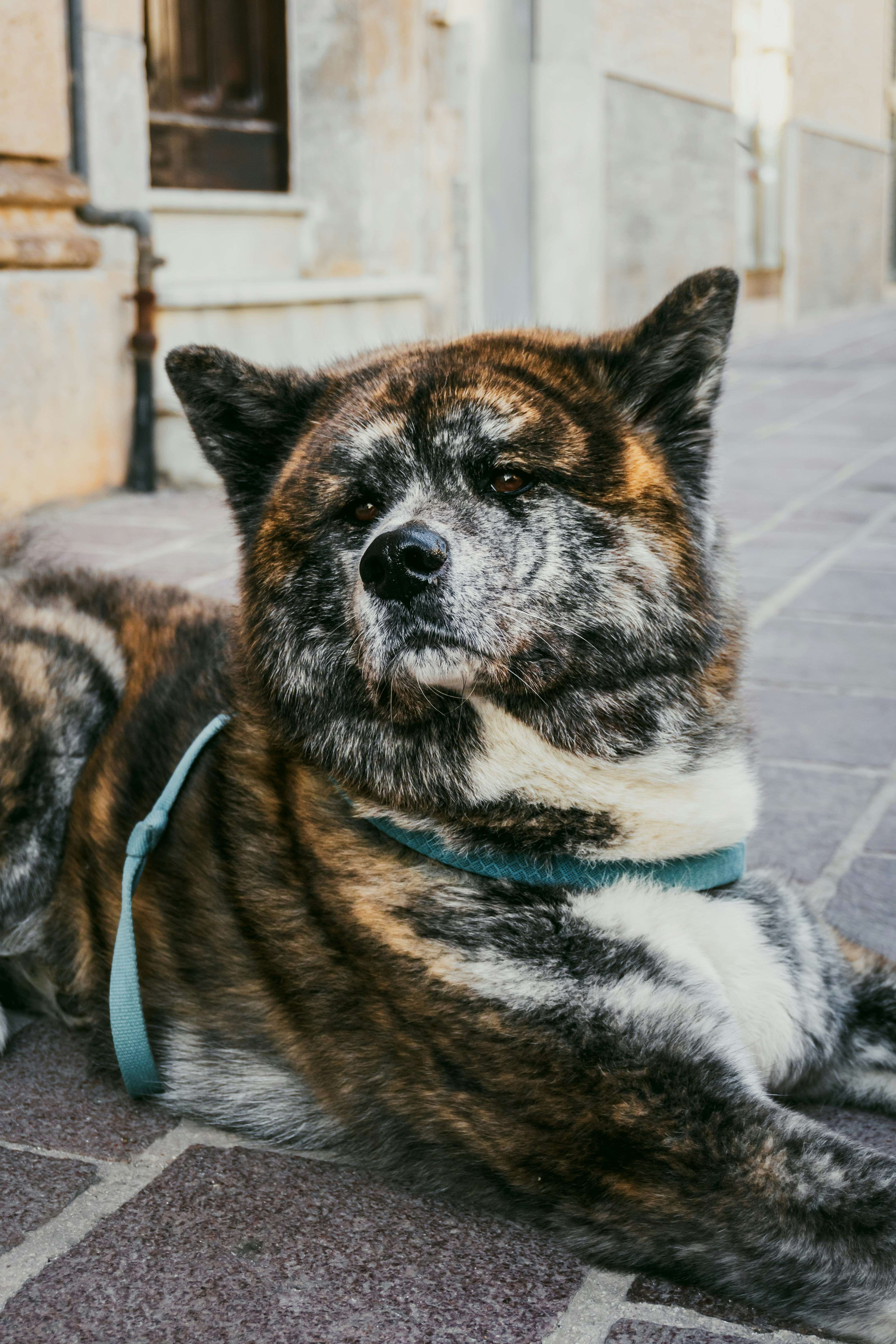 a dog laying on the ground next to a building