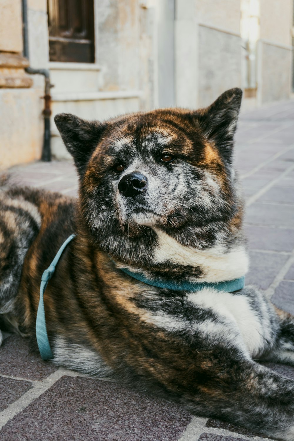 a dog laying on the ground next to a building