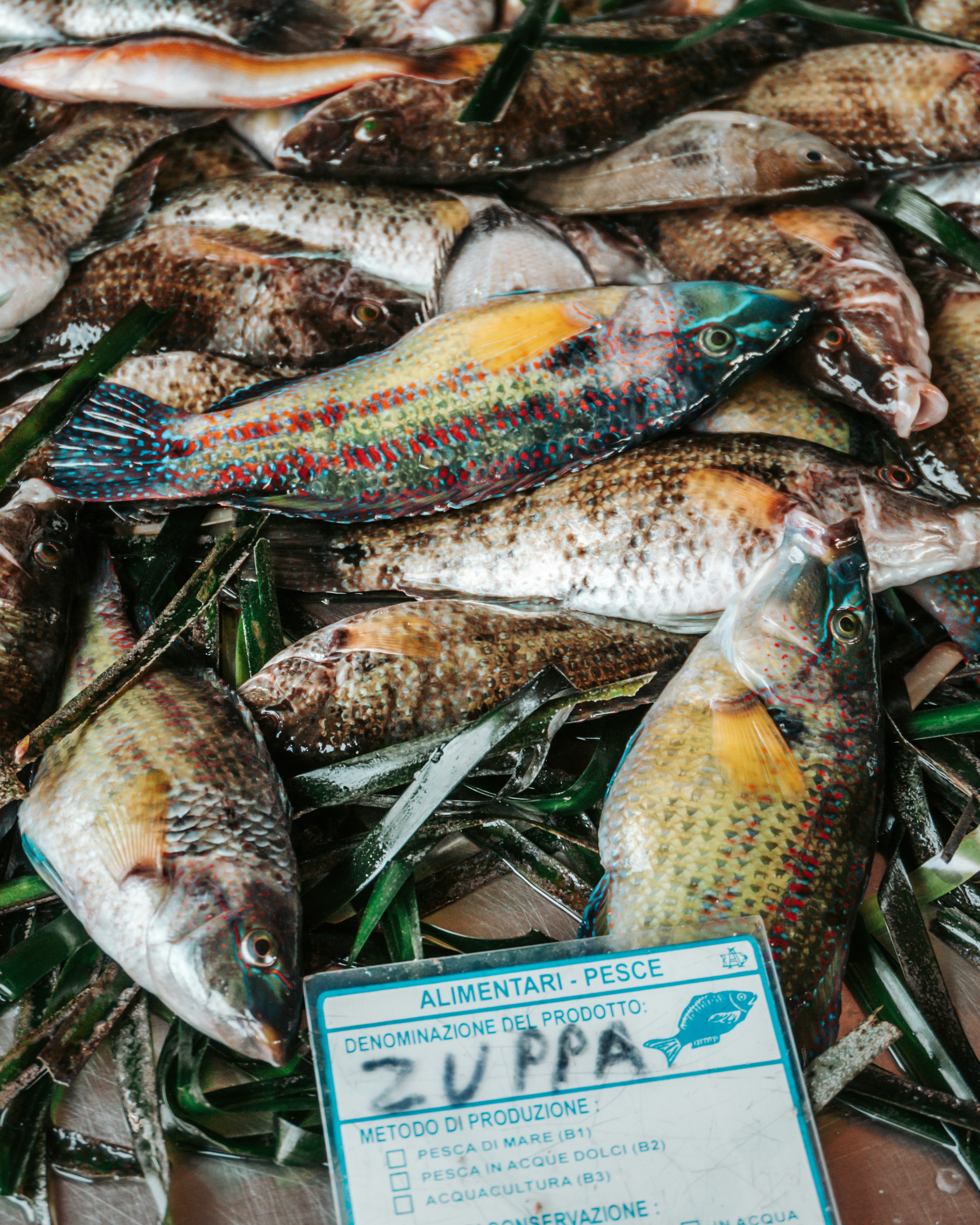 a bunch of fish that are on some grass