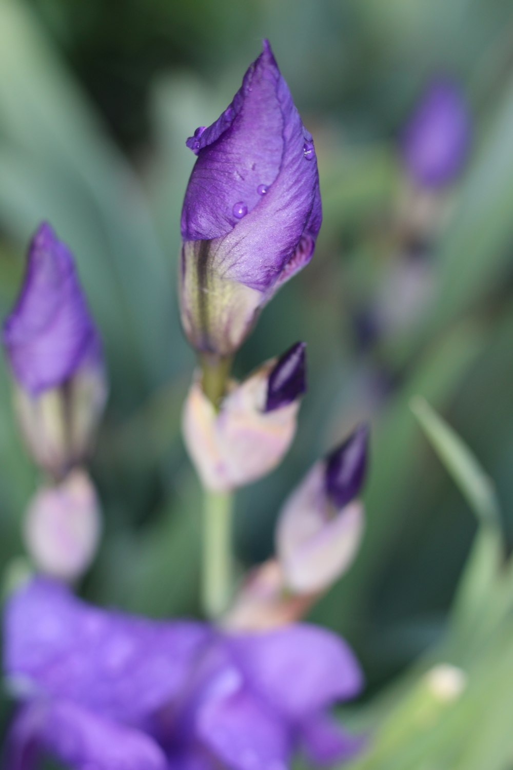 a close up of a purple flower with drops of water on it