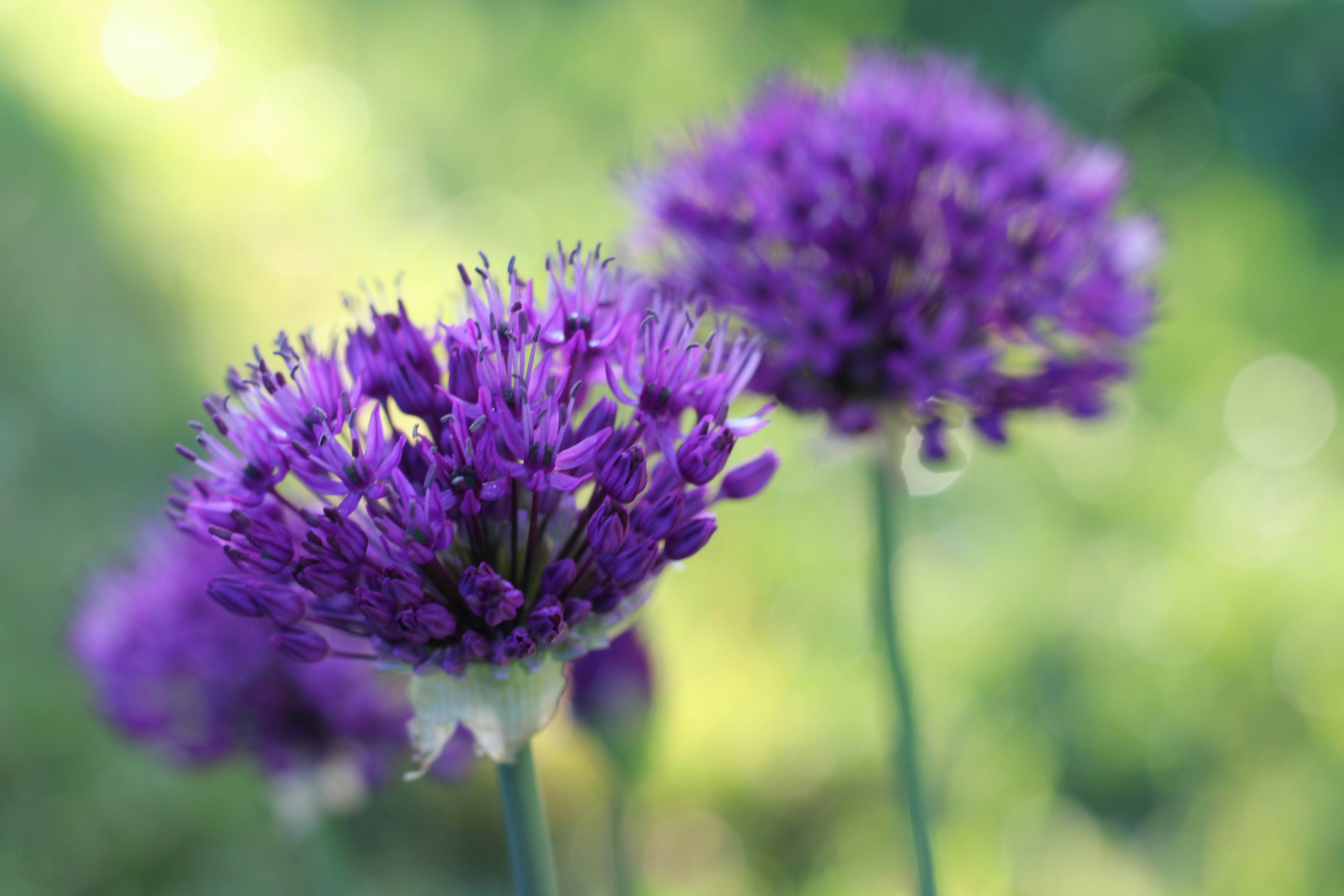 Photo by thorai9akira