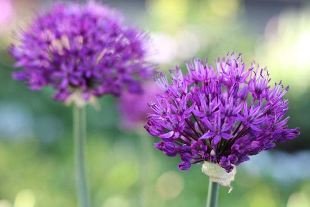 a close up of purple flowers in a field