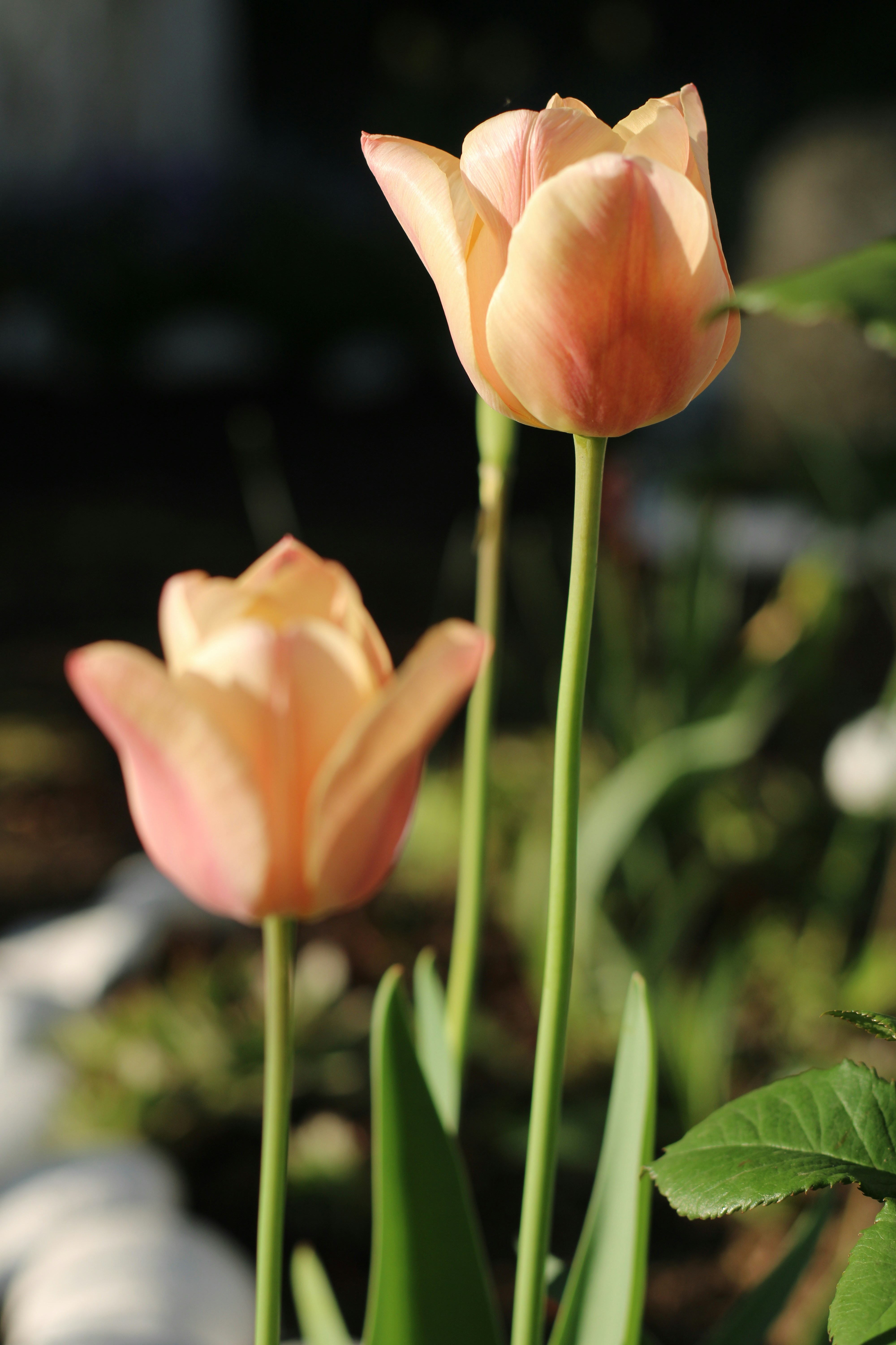 Photo by thorai9akira