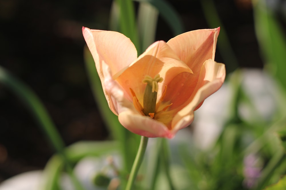 a close up of a flower in a garden