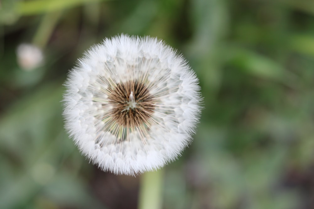 a close up of a dandelion with a blurry background