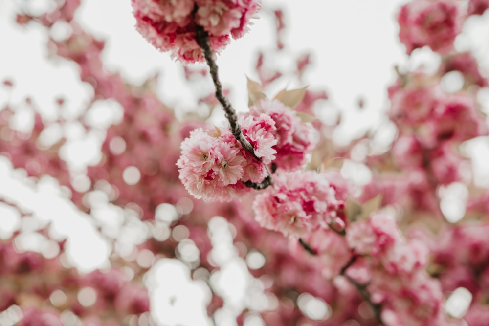 a branch of a tree with pink flowers