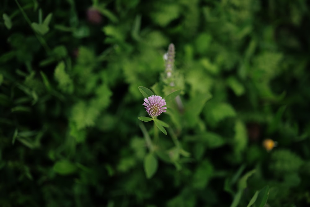 a small purple flower sitting on top of a lush green field