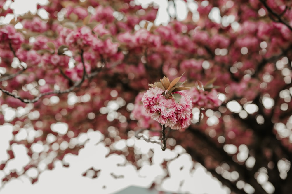 a tree with lots of pink flowers on it