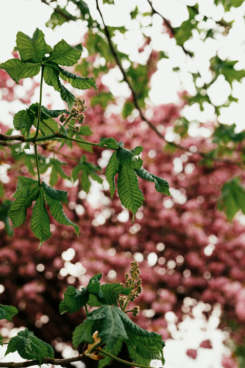 a tree with lots of green leaves and pink flowers