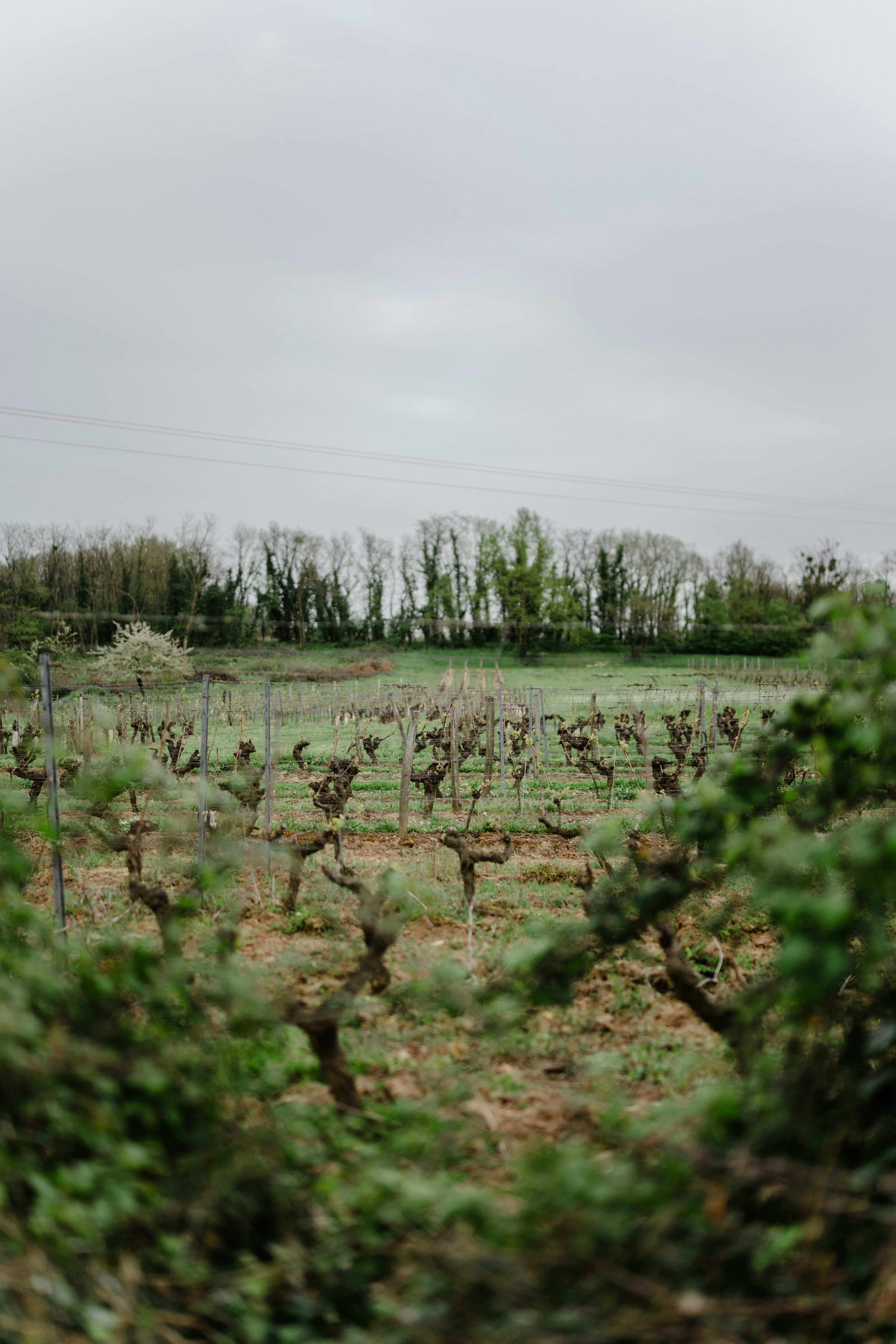 um campo com um monte de árvores nele