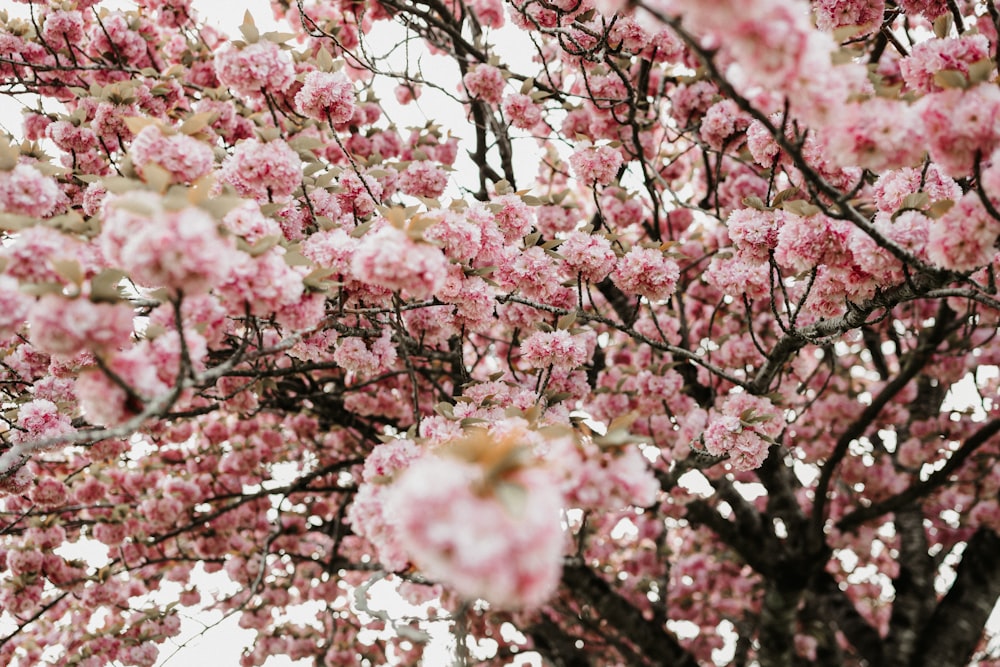 a tree with lots of pink flowers on it