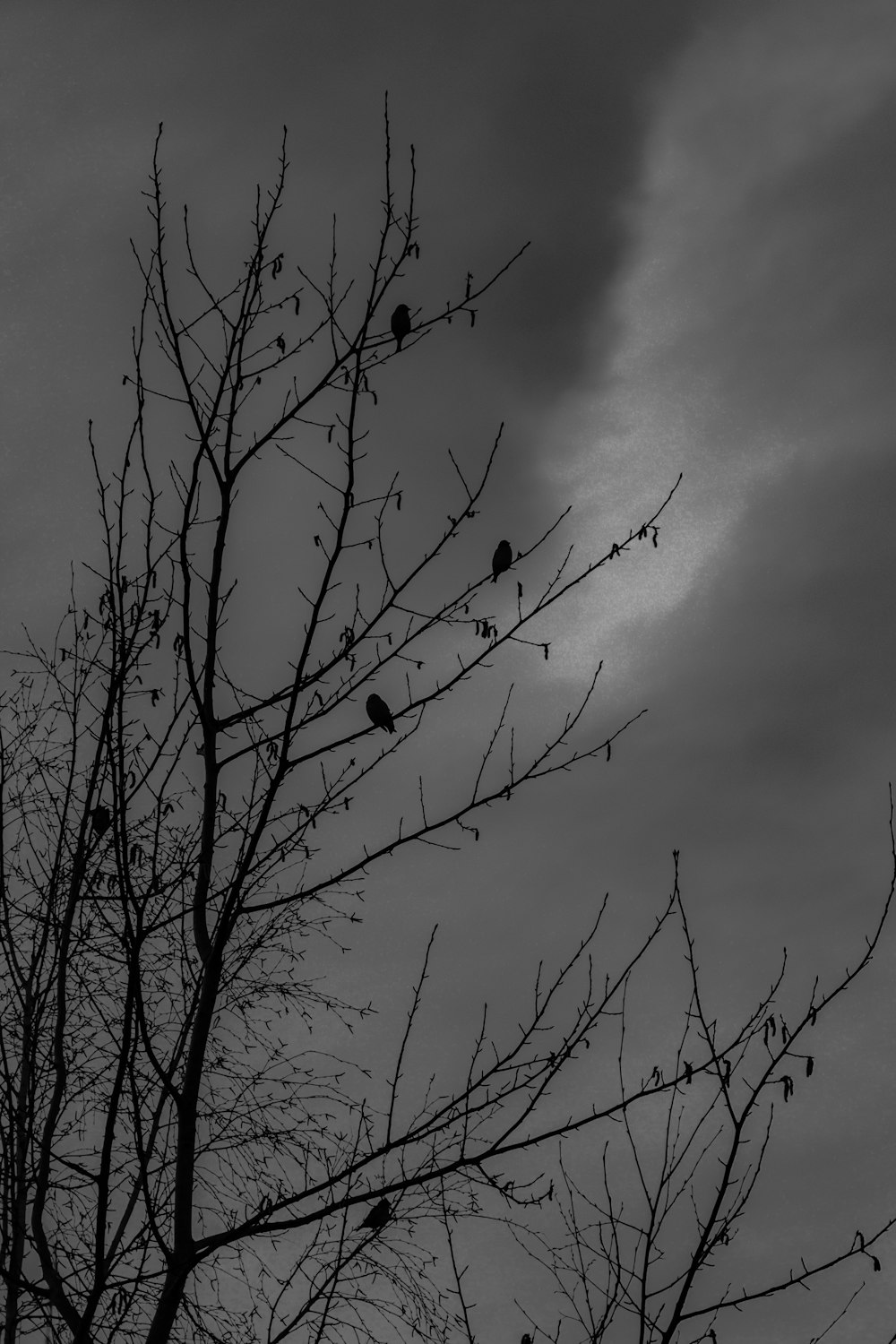 a black and white photo of a tree with birds on it